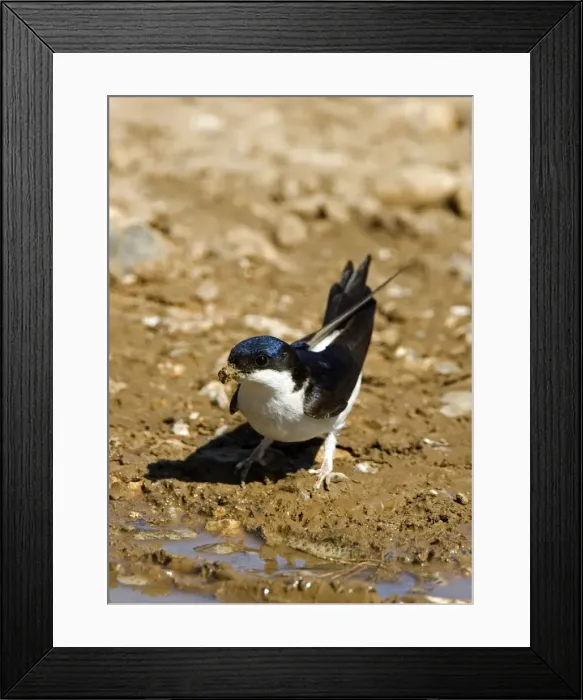 Framed Print : House Martin - Collecting mud for nest building. May, Breckland, Norfolk, U. K Framed Print : House Martin - Collecting mud for nest building. May, Breckland, Norfolk, U. K