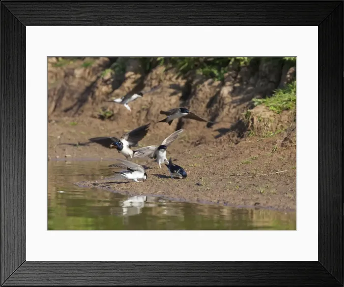Framed Print : House Martin - Collecting mud for nest building together with a Swallow - May - Breckland - Norfolk - UK Framed Print : House Martin - Collecting mud for nest building together with a Swallow - May - Breckland - Norfolk - UK