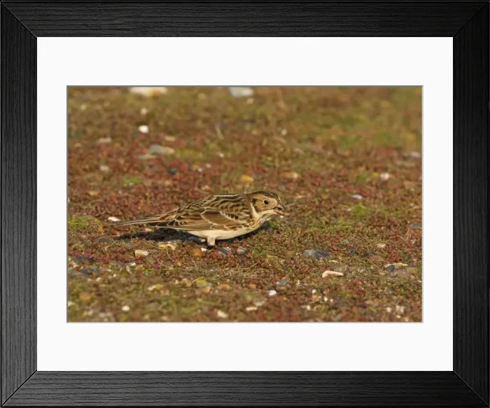 Framed Print : Lapland Bunting - Winter plumage - feeding - December - North Norfolk - UK Framed Print : Lapland Bunting - Winter plumage - feeding - December - North Norfolk - UK