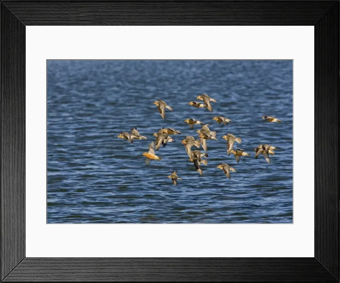 Framed Print : Knot - flying over the sea in breeding plumage - North Norfolk - UK Framed Print : Knot - flying over the sea in breeding plumage - North Norfolk - UK