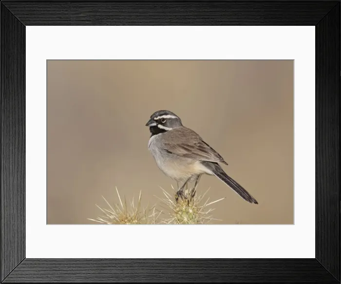 Framed Print : Black-throated Sparrow. California in January. USA Framed Print : Black-throated Sparrow. California in January. USA