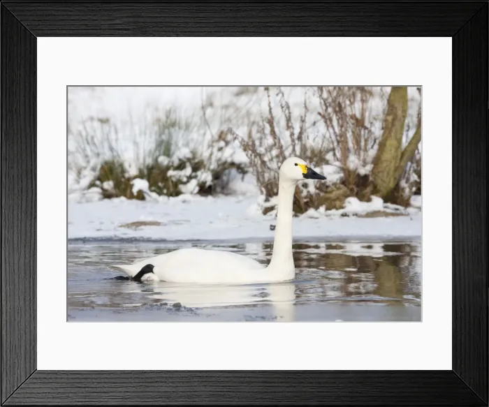 Framed Print : Bewick's Swan - single adult bird swimming along narrow unfrozen channel of lake. England, UK Framed Print : Bewick's Swan - single adult bird swimming along narrow unfrozen channel of lake. England, UK