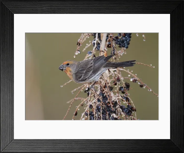 Framed Print : House Finch - male with abnormal colouring in its plumage - feeding - January. Southern California - USA Framed Print : House Finch - male with abnormal colouring in its plumage - feeding - January. Southern California - USA