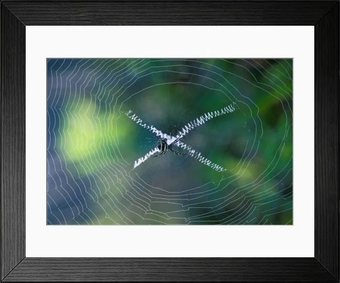 Framed Print : Orb-web Spider - In web - New Caledonia - Australia JPF46588 Framed Print : Orb-web Spider - In web - New Caledonia - Australia JPF46588