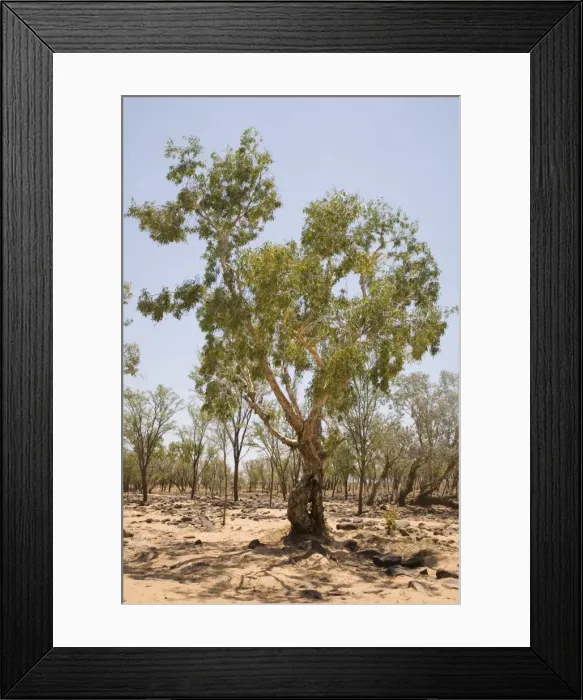 Framed Print : Green Paperbark or Melaleuca The Hann River with a green Melaleuca. Tablelands Road, Kimberley, Western Australia Framed Print : Green Paperbark or Melaleuca The Hann River with a green Melaleuca. Tablelands Road, Kimberley, Western Australia