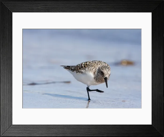 Framed Print : Sanderling - single adult running along a the tide line. Scotland, UK Framed Print : Sanderling - single adult running along a the tide line. Scotland, UK