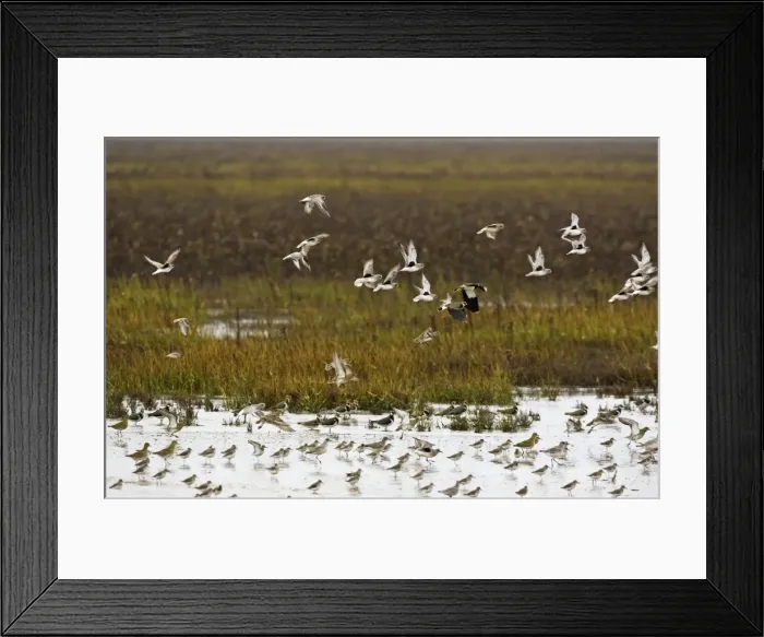 Framed Print : Grey Plover - flying over salt marsh Grey Plover showing black armpits at the tide edge Green Plover and Golden Plover also flying. Nvember The Wash Norfolk UK Framed Print : Grey Plover - flying over salt marsh Grey Plover showing black armpits at the tide edge Green Plover and Golden Plover also flying. Nvember The Wash Norfolk UK
