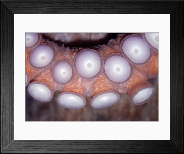 Framed Print : Octopus - Close up of sucker pads Framed Print : Octopus - Close up of sucker pads
