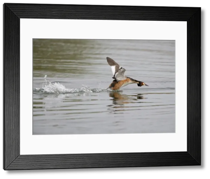Framed Print : Great Crested Grebe - agressively running over the water protecting it's territory - March - Norfolk - UK Framed Print : Great Crested Grebe - agressively running over the water protecting it's territory - March - Norfolk - UK