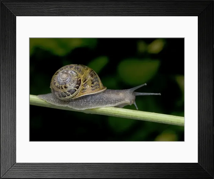 Framed Print : Garden Snail (Helix aspersa) - England - UK - Native to Mediterranean region of western Europe-northern Africa and Great Britain Framed Print : Garden Snail (Helix aspersa) - England - UK - Native to Mediterranean region of western Europe-northern Africa and Great Britain