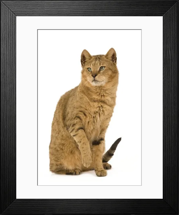 Framed Print : Cat - Chausie Brown Spotted Tabby: Jungle Cat (Felis chaus) crossed with domestic cat - sitting down