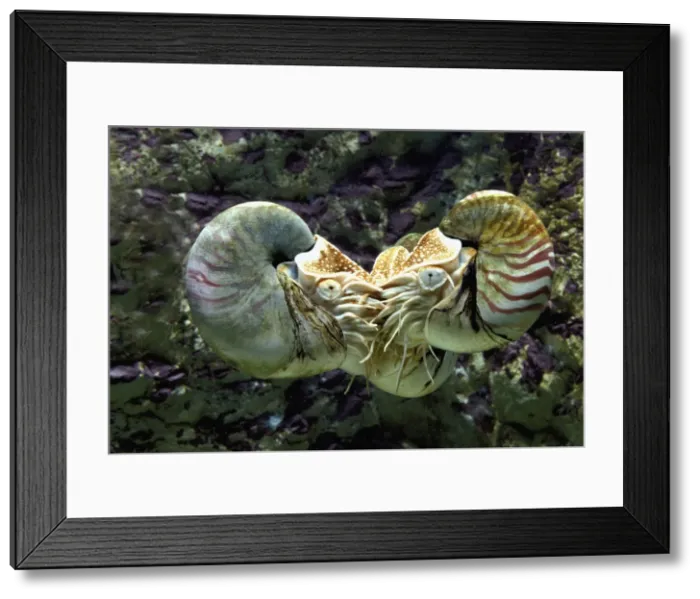 Framed Print : Chambered Nautilus - two Framed Print : Chambered Nautilus - two