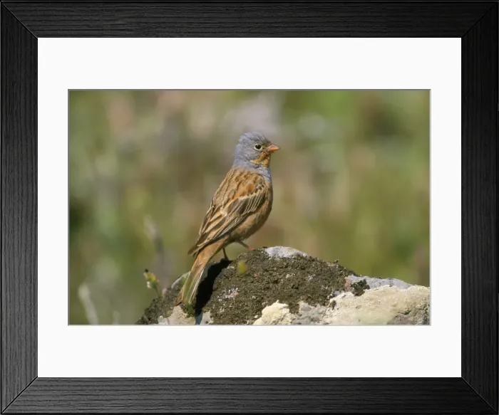 Framed Print : Cretzschmar's Bunting Framed Print : Cretzschmar's Bunting