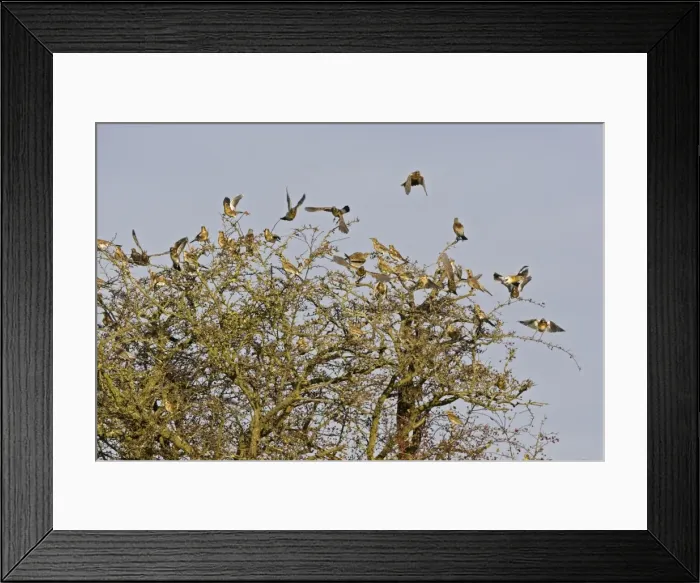 Framed Print : Fieldfare - flock flying from Hawthorn bush later winter, Breckland, Norfolk, U. K Framed Print : Fieldfare - flock flying from Hawthorn bush later winter, Breckland, Norfolk, U. K