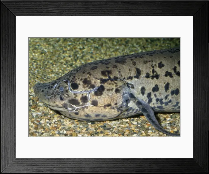 Framed Print : African Lungfish - ponds of central and West Africa (Lepidosirenidae) Framed Print : African Lungfish - ponds of central and West Africa (Lepidosirenidae)