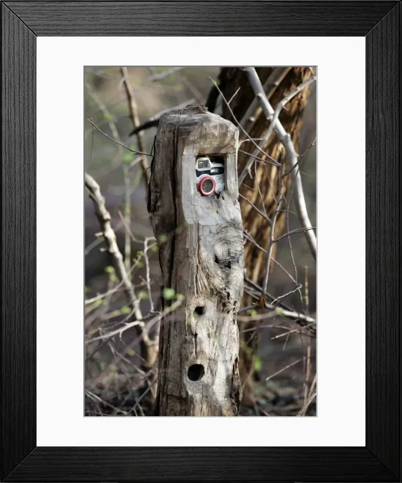 Framed Print : Camera trap - Placed along trail to capture animals walking along the forest tracks Ranthambhore National Park Framed Print : Camera trap - Placed along trail to capture animals walking along the forest tracks Ranthambhore National Park