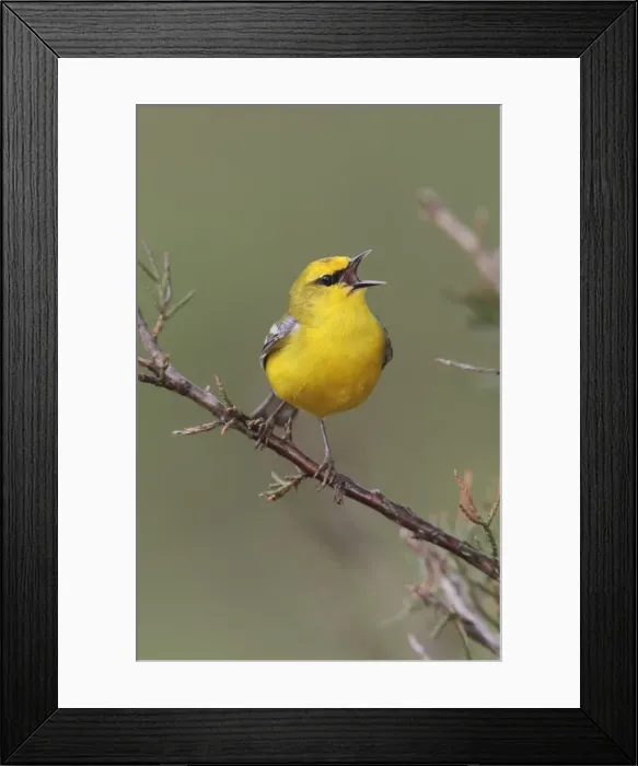 Framed Print : Blue-winged Warbler - singing in territory. CT in May. USA Framed Print : Blue-winged Warbler - singing in territory. CT in May. USA