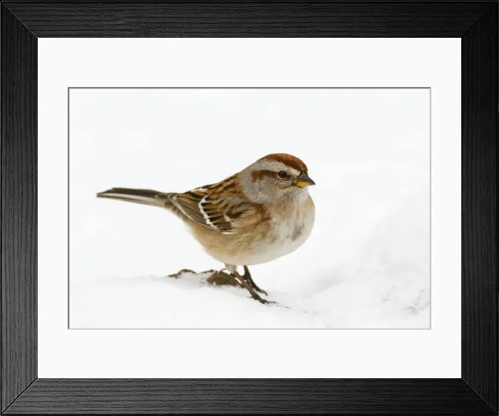 Framed Print : American Tree Sparrow - in snow - December in CT, USA Framed Print : American Tree Sparrow - in snow - December in CT, USA