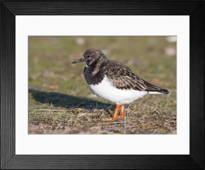 Framed Print : Turnstone - Single adult in winter plumage. Norfolk, UK Framed Print : Turnstone - Single adult in winter plumage. Norfolk, UK