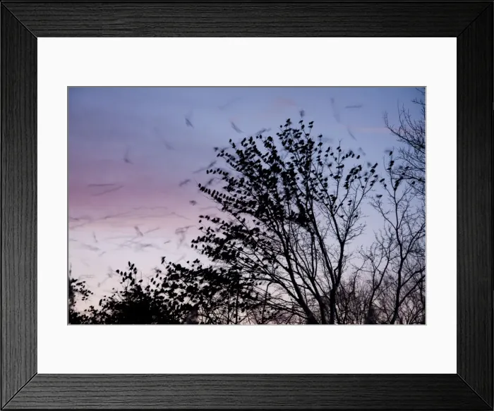 Framed Print : Starling - A large flock of starlings coming in to roost. England, UK Framed Print : Starling - A large flock of starlings coming in to roost. England, UK