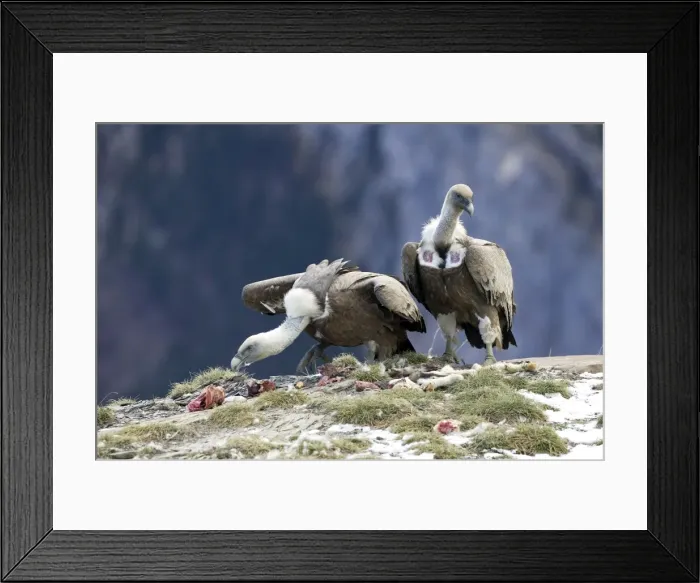 Framed Print : Griffon Vulture -feeding on offal on cliff ledge, November, Pyrenees, Spain Framed Print : Griffon Vulture -feeding on offal on cliff ledge, November, Pyrenees, Spain
