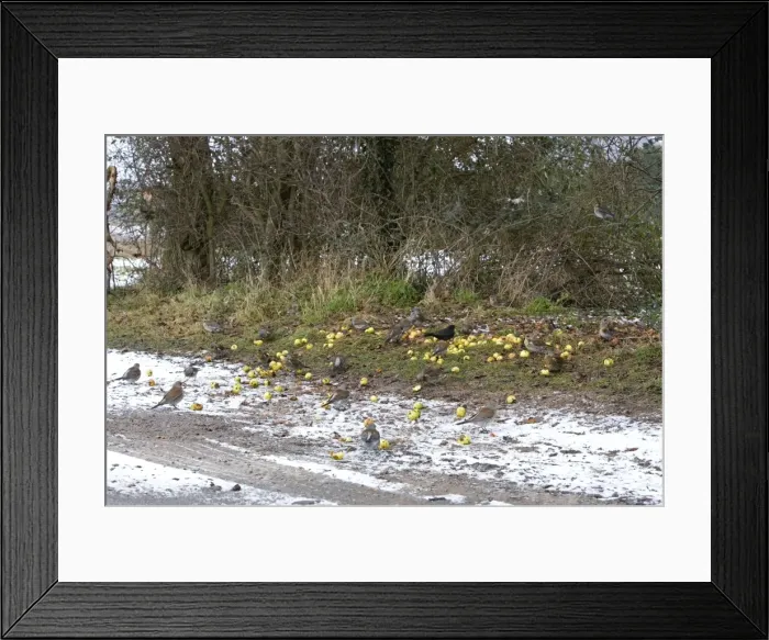 Framed Print : Fieldfare - feeding on crab apples beside track in winter - Breckland - Norfolk - UK Framed Print : Fieldfare - feeding on crab apples beside track in winter - Breckland - Norfolk - UK