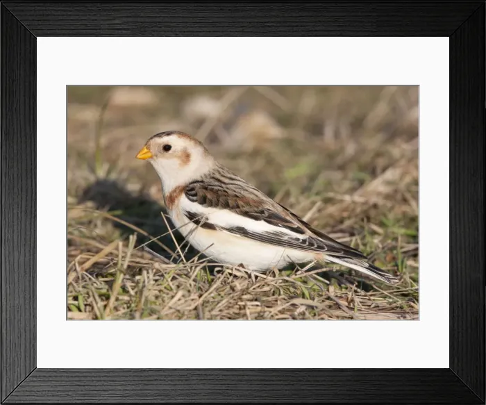 Framed Print : Snow Bunting - Single adult male foraging for seed in grass. Norfolk, UK Framed Print : Snow Bunting - Single adult male foraging for seed in grass. Norfolk, UK