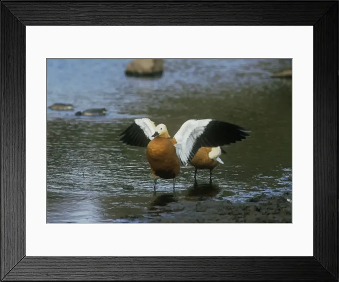 Framed Print : Ruddy Shelduck - stretching wings - Ranthambhor National Park - India Framed Print : Ruddy Shelduck - stretching wings - Ranthambhor National Park - India