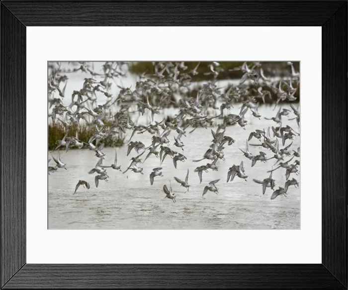 Framed Print : Knot - mass flock taking off from tidal marsh in Winter plumage - The Wash - Norfolk - UK Framed Print : Knot - mass flock taking off from tidal marsh in Winter plumage - The Wash - Norfolk - UK
