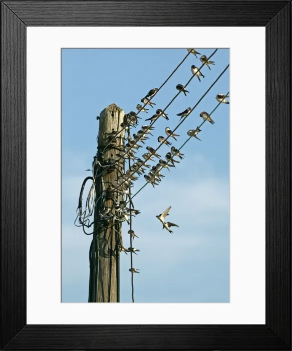 Framed Print : House Martin - Collecting on electricity wires before migration - September - Breckland - Norfolk - UK Framed Print : House Martin - Collecting on electricity wires before migration - September - Breckland - Norfolk - UK