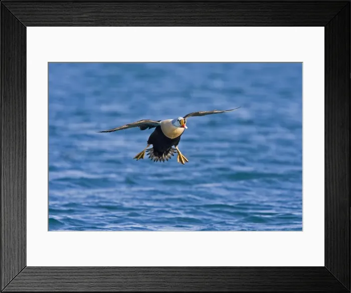 Framed Print : King Eider - In flight landing on the sea - April - Varanger Fjord - Norway Framed Print : King Eider - In flight landing on the sea - April - Varanger Fjord - Norway