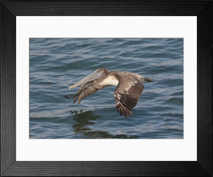 Framed Print : Brown Pelican - in flight over water - West Coast Mexico in March Framed Print : Brown Pelican - in flight over water - West Coast Mexico in March