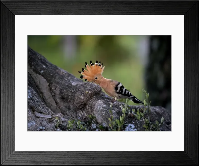 Framed Print : Hoopoe - Bring in food to feed chick at nest site - April - Trusillo - Spain Framed Print : Hoopoe - Bring in food to feed chick at nest site - April - Trusillo - Spain