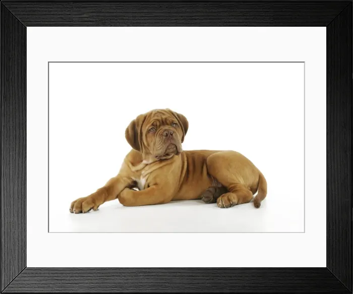 Framed Print : DOG. Dogue de bordeaux puppy laying down Framed Print : DOG. Dogue de bordeaux puppy laying down