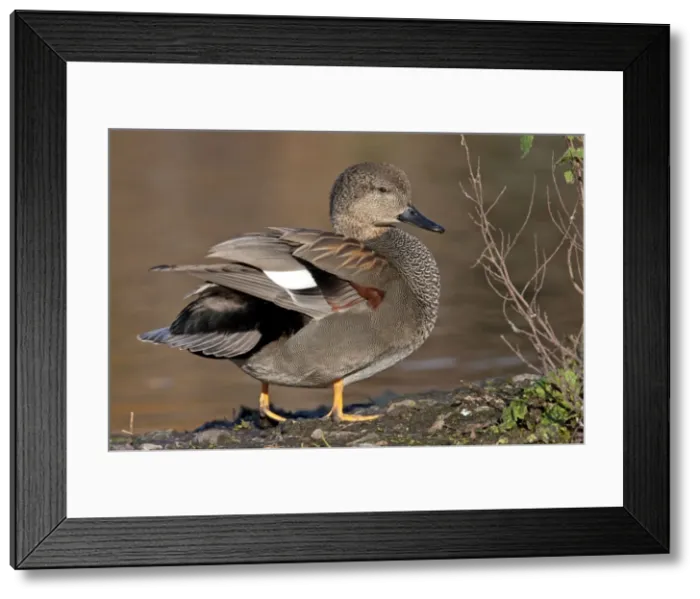 Framed Print : Gadwall - Drake preening at the edge of a lake. England, UK Framed Print : Gadwall - Drake preening at the edge of a lake. England, UK