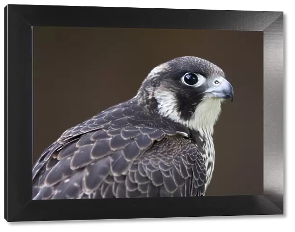 Peregrine Falcon - close-up of single immature bird. England, UK