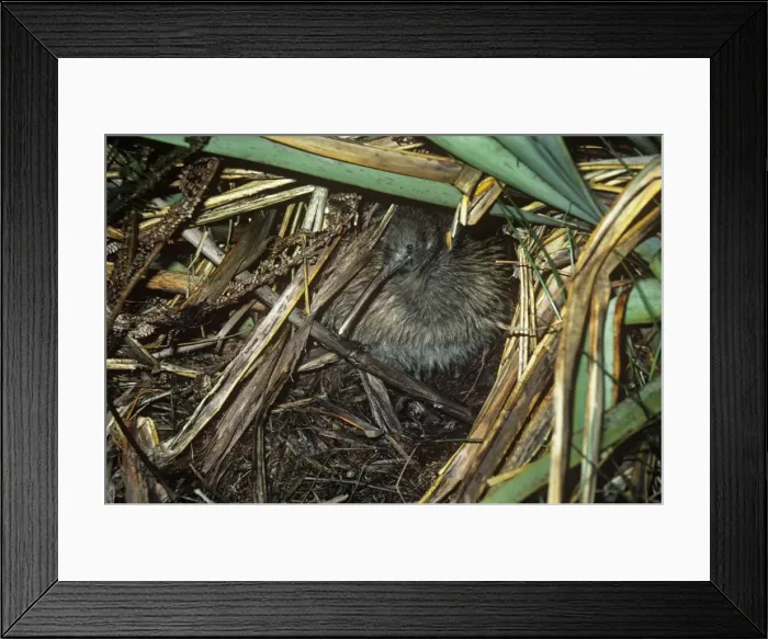 Framed Print : Stewart Island Brown Kiwi / Tokoeka - emerging from sleepin quarters Framed Print : Stewart Island Brown Kiwi / Tokoeka - emerging from sleepin quarters