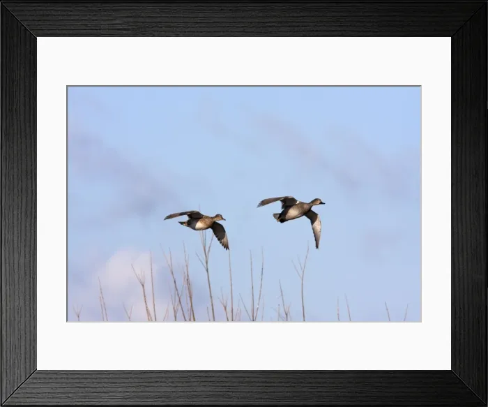 Framed Print : Gadwall - Pair of birds in flight coming in to land. England, UK Framed Print : Gadwall - Pair of birds in flight coming in to land. England, UK
