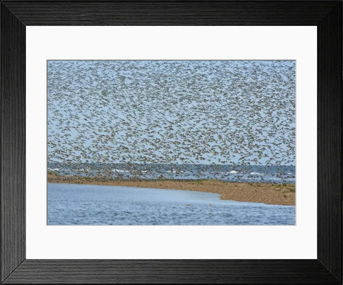Framed Print : Knot - Mass flock about to land on sand bar - September - North Norfolk - UK Framed Print : Knot - Mass flock about to land on sand bar - September - North Norfolk - UK
