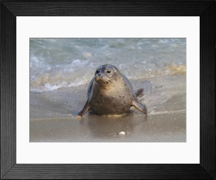 Framed Print : Harbor Seal - pup on shore - January in San Diego California, USA