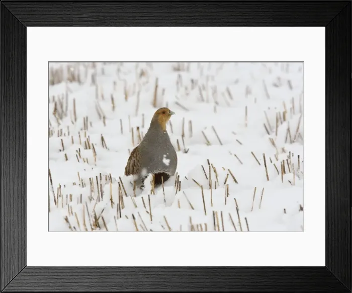 Framed Print : Grey Partridge - male standing in snow covered winter stubble field, March. Narborough, Norfolk, U. K Framed Print : Grey Partridge - male standing in snow covered winter stubble field, March. Narborough, Norfolk, U. K