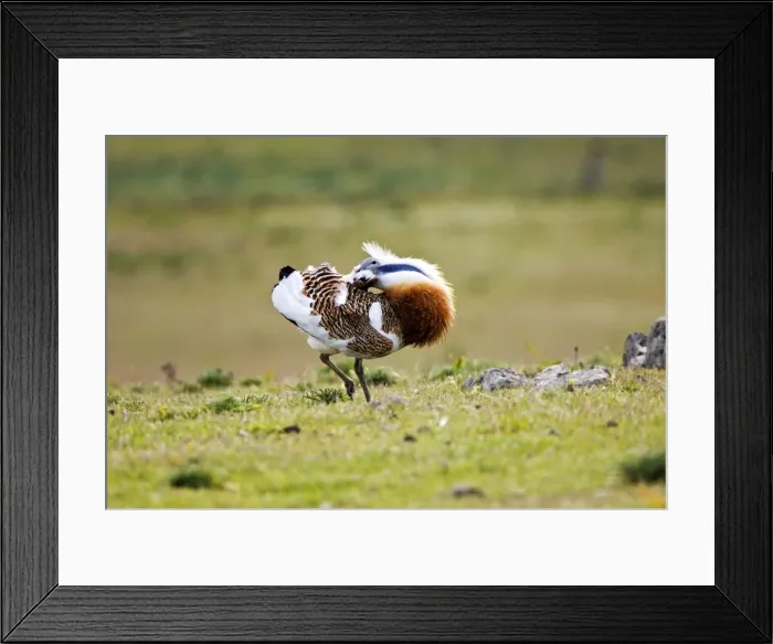Framed Print : Great Bustard - displaying and struts across spanish stepps. Extermadura Spain