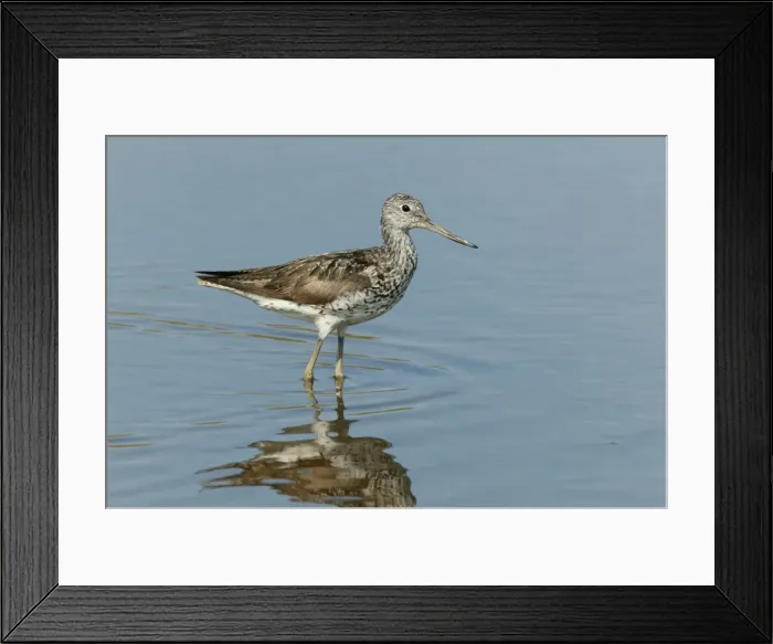 Framed Print : Greenshank - standing in shallow water on migration, August. North Norfolk, U. K Framed Print : Greenshank - standing in shallow water on migration, August. North Norfolk, U. K
