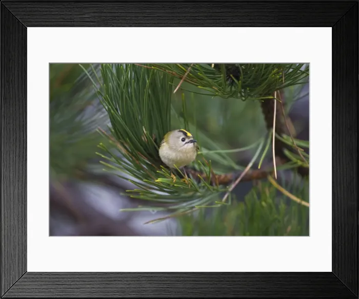 Framed Print : Goldcrest - on the North Norfolk coast perched in Scots Pine early morning - November - North Norfolk - U. K Framed Print : Goldcrest - on the North Norfolk coast perched in Scots Pine early morning - November - North Norfolk - U. K
