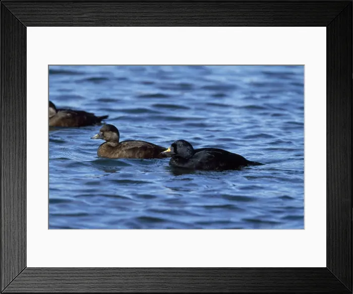 Framed Print : Common Scoter Duck - pair Framed Print : Common Scoter Duck - pair