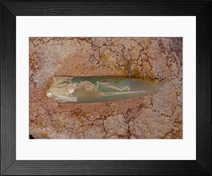 Framed Print : Opalized Belemnite Fossil (Neohilobites sp) - Coober Pedy-South Australia - Cretaceous Framed Print : Opalized Belemnite Fossil (Neohilobites sp) - Coober Pedy-South Australia - Cretaceous