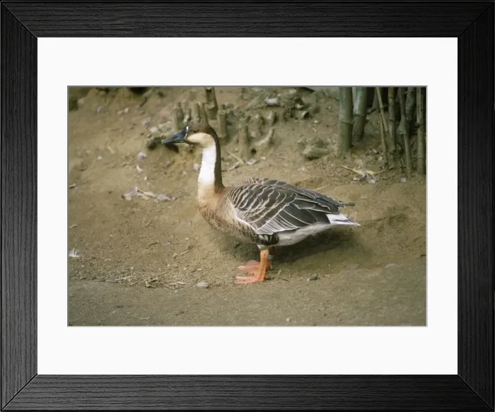 Framed Print : Swan Goose Framed Print : Swan Goose