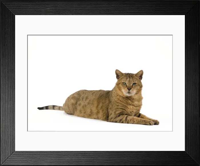 Framed Print : Cat - Chausie Brown Spotted Tabby: Jungle Cat (Felis chaus) crossed with domestic cat - lying down Framed Print : Cat - Chausie Brown Spotted Tabby: Jungle Cat (Felis chaus) crossed with domestic cat - lying down