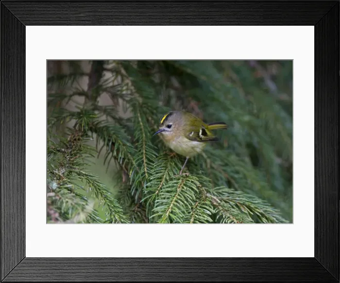 Framed Print : Goldcrest - perched in Norway Spruce early April - Breckland - Norfolk - UK Framed Print : Goldcrest - perched in Norway Spruce early April - Breckland - Norfolk - UK