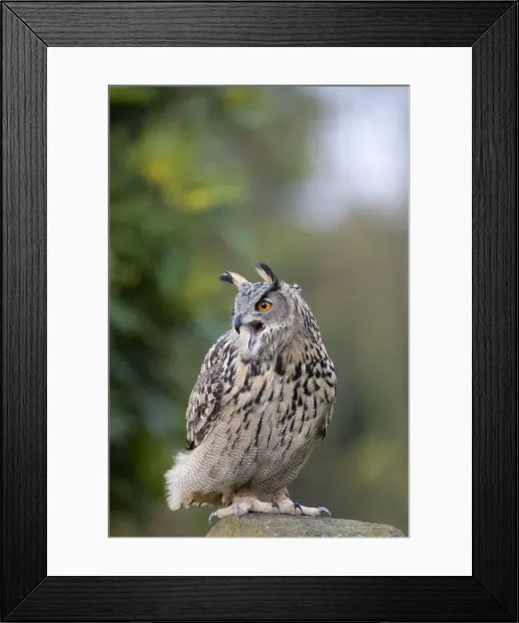 Framed Print : European Eagle Owl - single adult calling from a stone post Framed Print : European Eagle Owl - single adult calling from a stone post